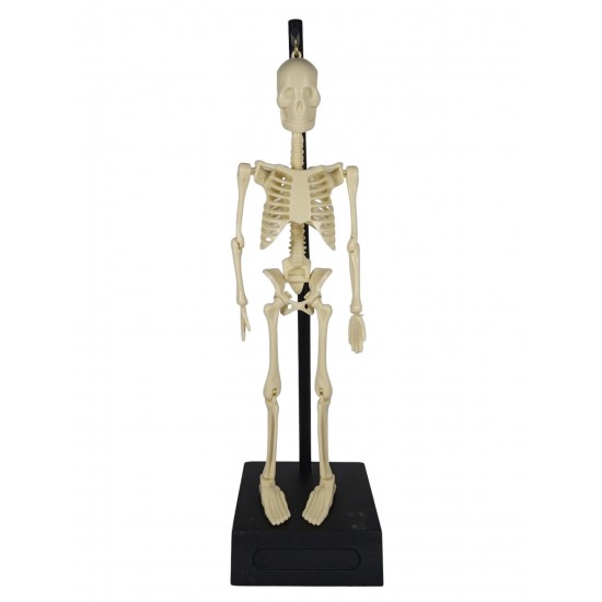 Build Your Own Skeleton Build Your Own Skeleton