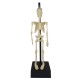 Build Your Own Skeleton Build Your Own Skeleton