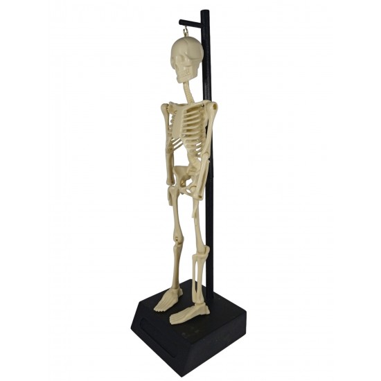 Build Your Own Skeleton Build Your Own Skeleton