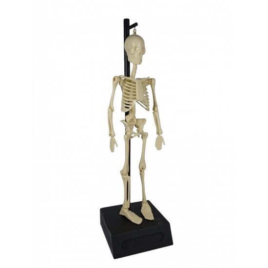 Build Your Own Skeleton Build Your Own Skeleton