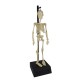 Build Your Own Skeleton Build Your Own Skeleton
